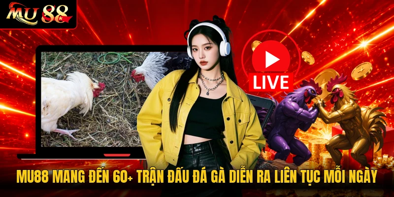 MU88 mang đến 60+ trận đấu đá gà diễn ra liên tục mỗi ngày